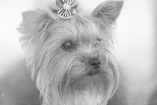 Tout savoir sur la reproduction canine pour un élevage respectueux et sain