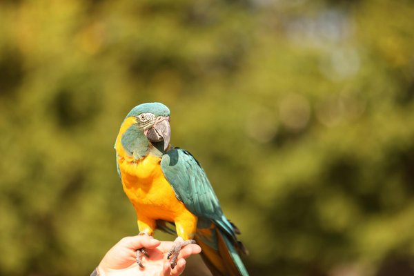 Assurer une bonne socialisation à votre chaton : voici comment