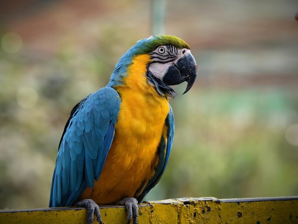 Astuces santé incontournables pour le bien-être des chats et chiens au quotidien
