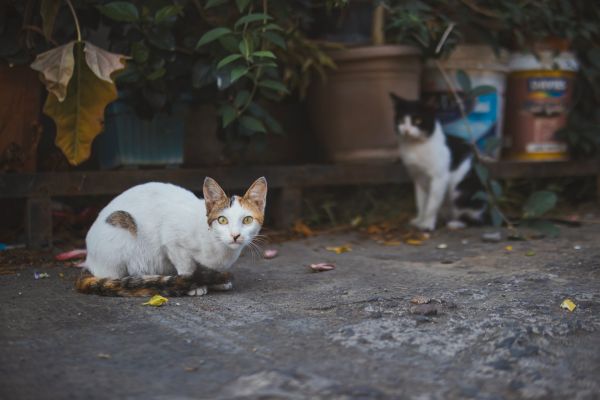 Abandon de chats : chiffres et réalités en France