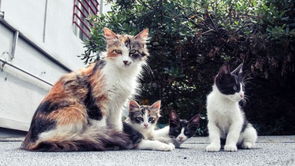 Assurer une bonne socialisation à votre chaton : voici comment