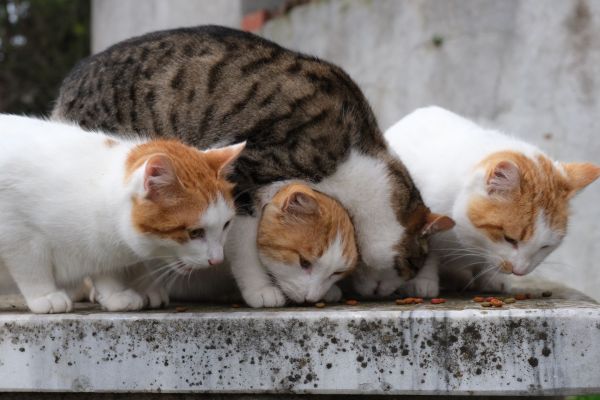 Comment gérer l'alimentation de plusieurs animaux de compagnie afin d'éviter les conflits ?