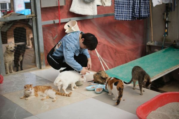 Comment le bénévolat dans des refuges pour animaux peut-il renforcer les compétences interpersonnelles ?