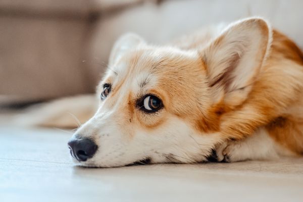 Gérer l'anxiété et le stress chez le chien