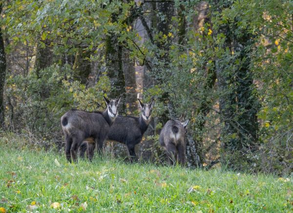 Investir dans les organismes de conservation de la faune