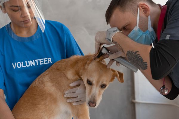 Le rôle du vétérinaire dans les soins du chien