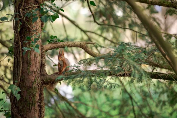 Les meilleures régions pour observer les animaux de la forêt en France