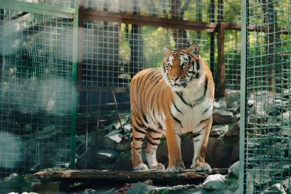 L'importance de l'éducation pour la protection des espèces en voie de disparition
