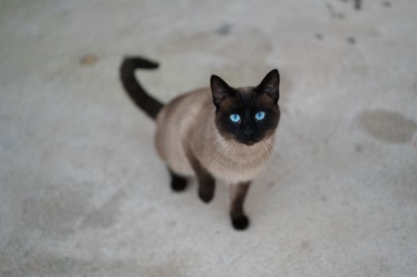 Pourquoi les chats siamois sont populaires
