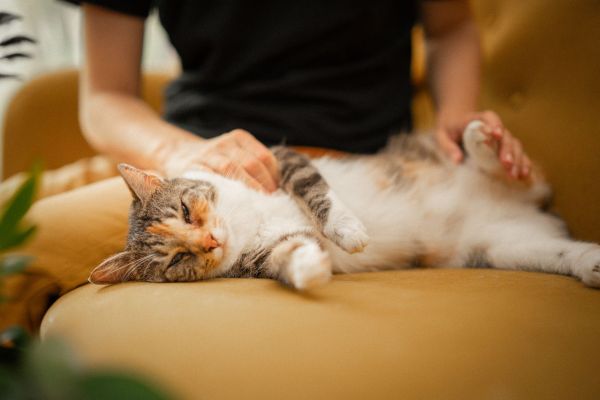 Quels comportements des chats peuvent être interprétés comme des signes d'affection envers leurs propriétaires ?