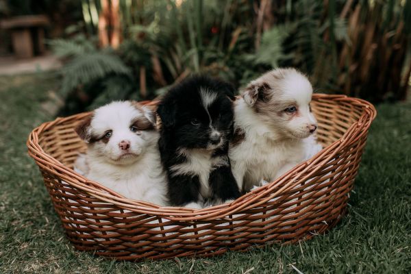 Tout savoir sur la reproduction canine pour un élevage respectueux et sain